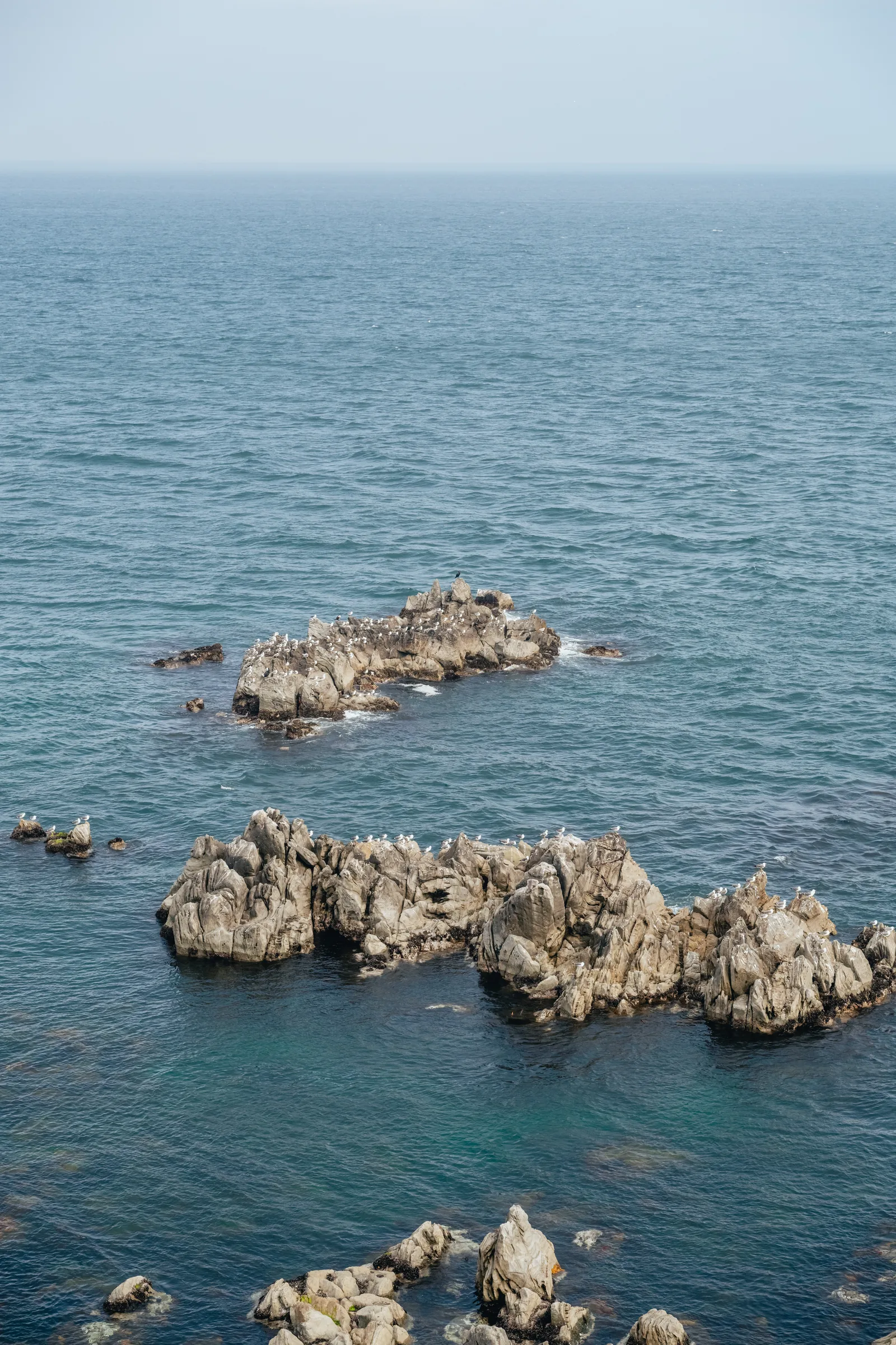 Seabirds gathered across jagged rocks in the Tsugaru Strait below Cape Tachimachi