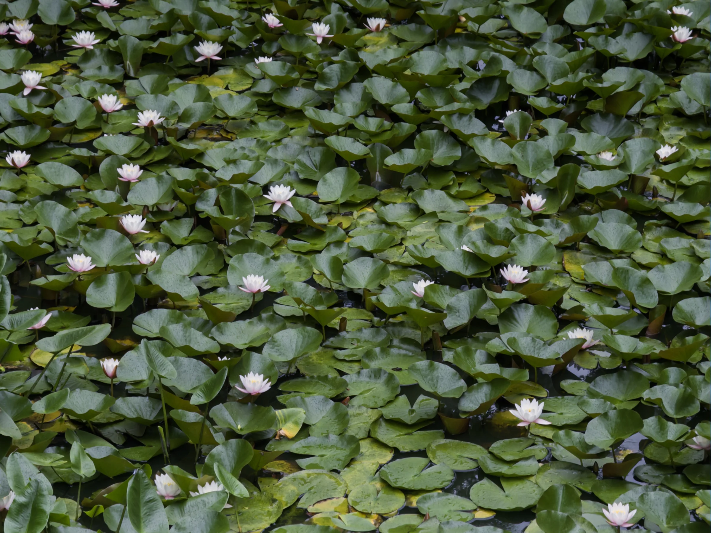 White and pale-pink water lilies scattered across rain-darkened leaves at Onuma Quasi-National Park
