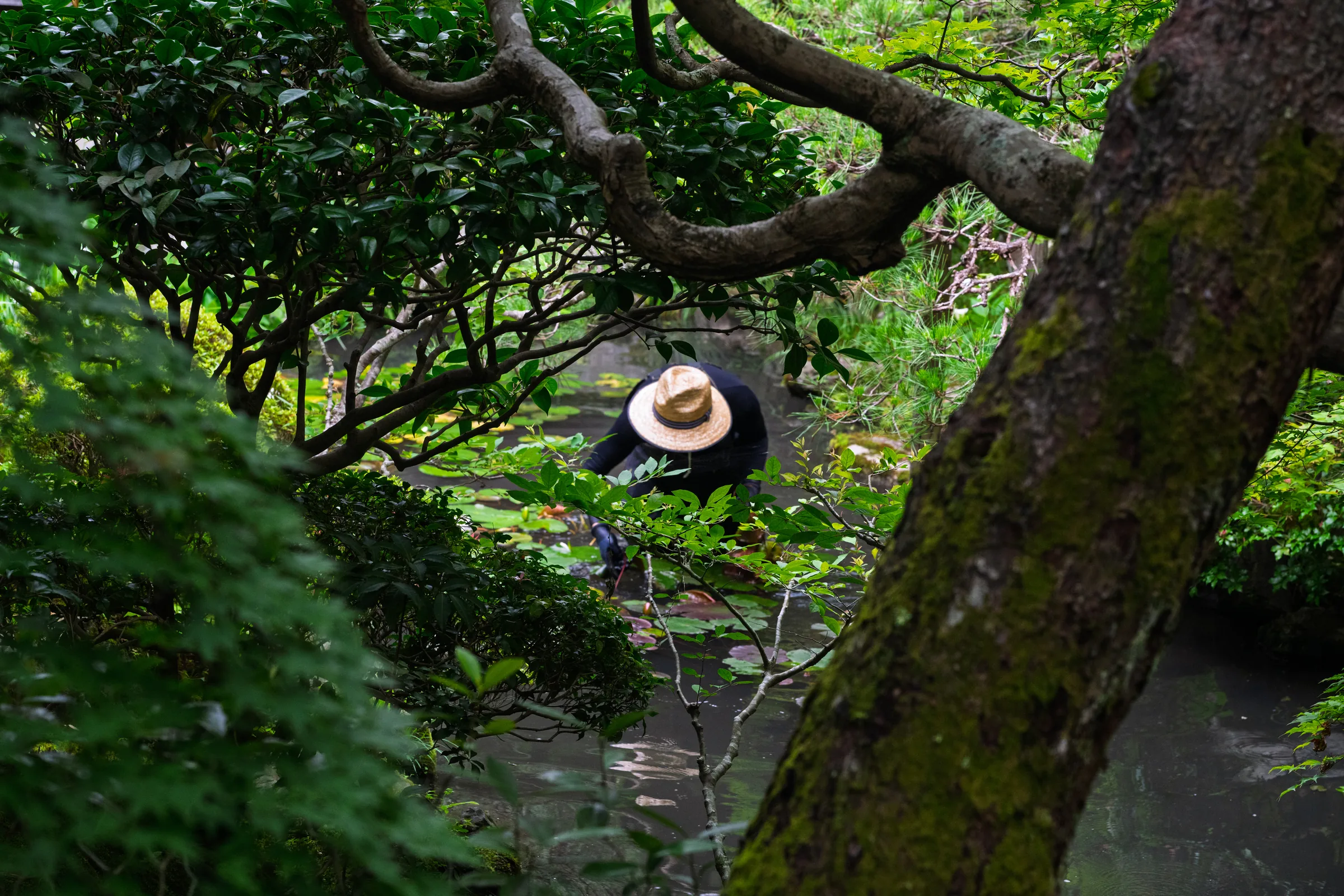 A gardener in a straw hat tending a pond through dense summer foliage