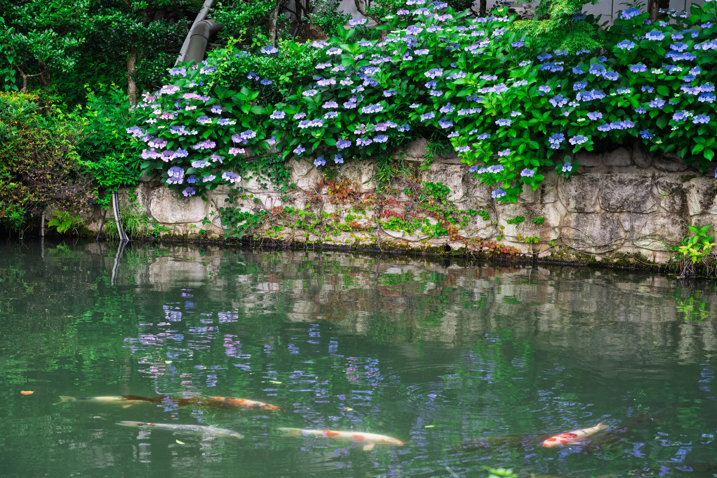 Purple hydrangeas and koi reflected along the edge of a garden pond