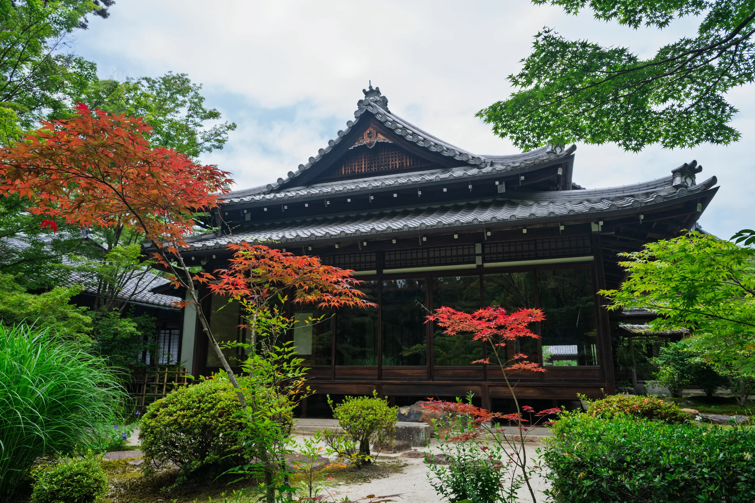 A dark wooden temple hall framed by green shrubs and a red-leafed maple