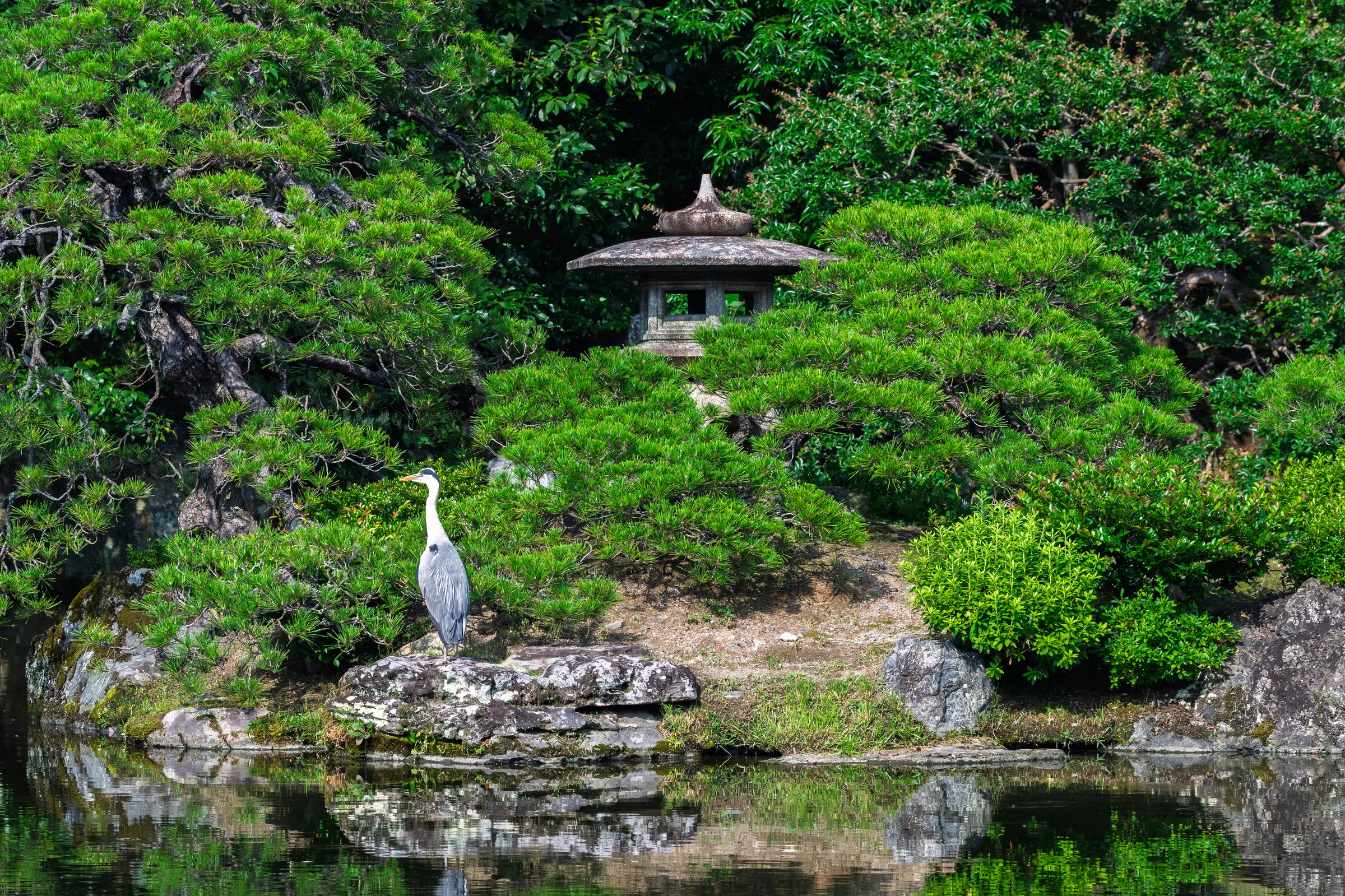 A grey heron standing beside a lantern in a vivid green garden