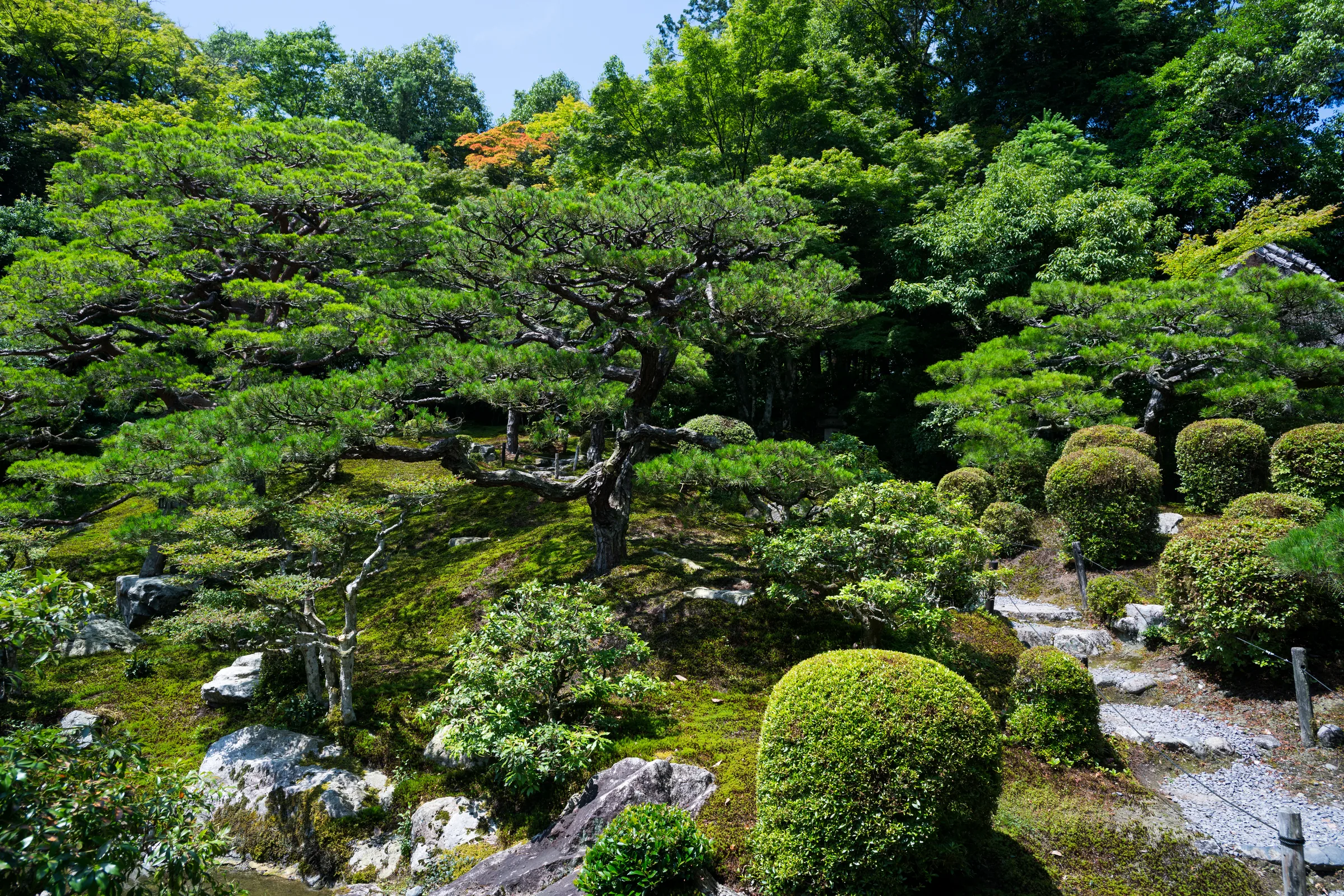 Sculpted pines and rounded shrubs arranged across a bright moss garden