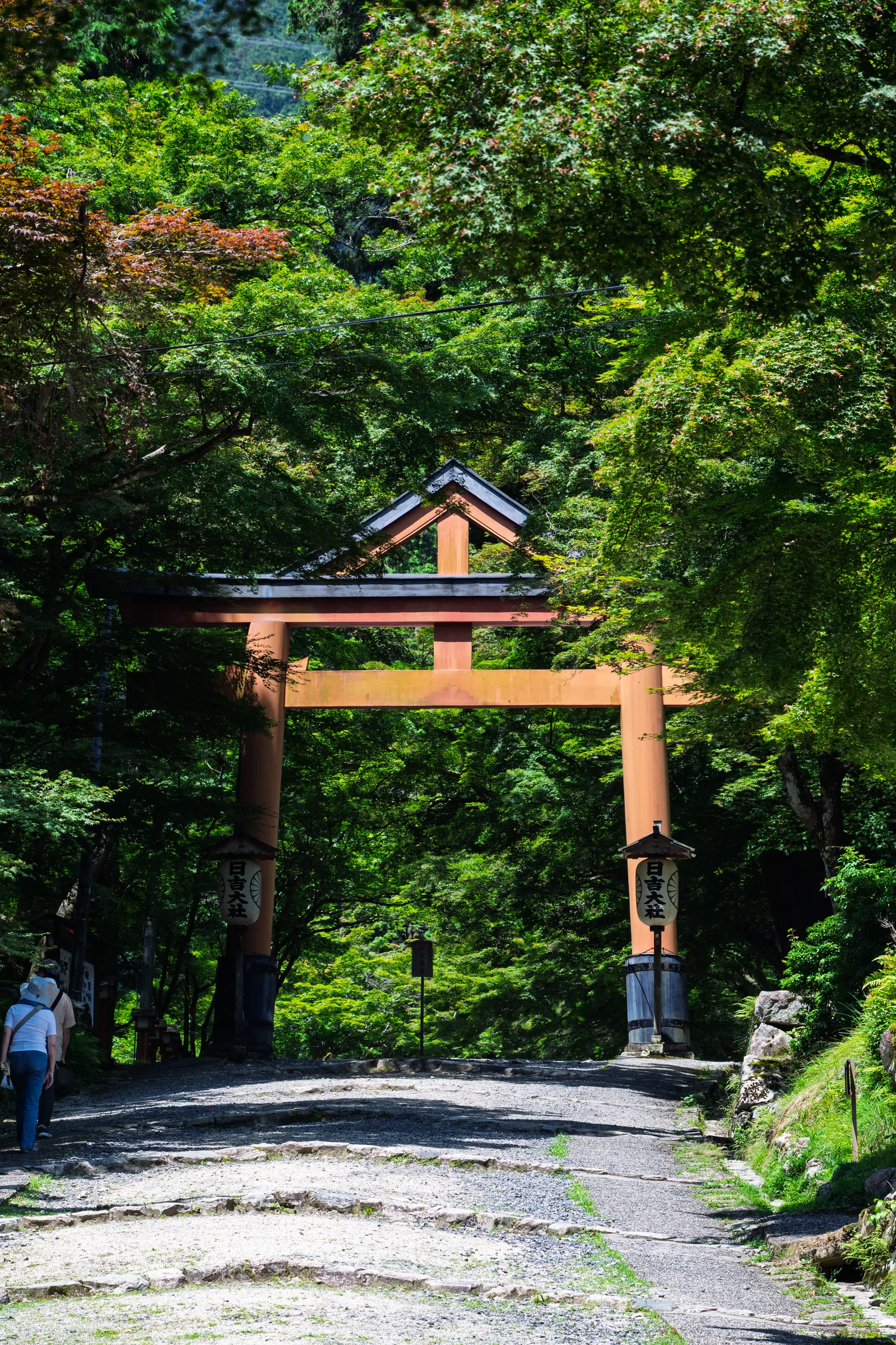 A tall wooden torii standing over a quiet forest road in Sakamoto