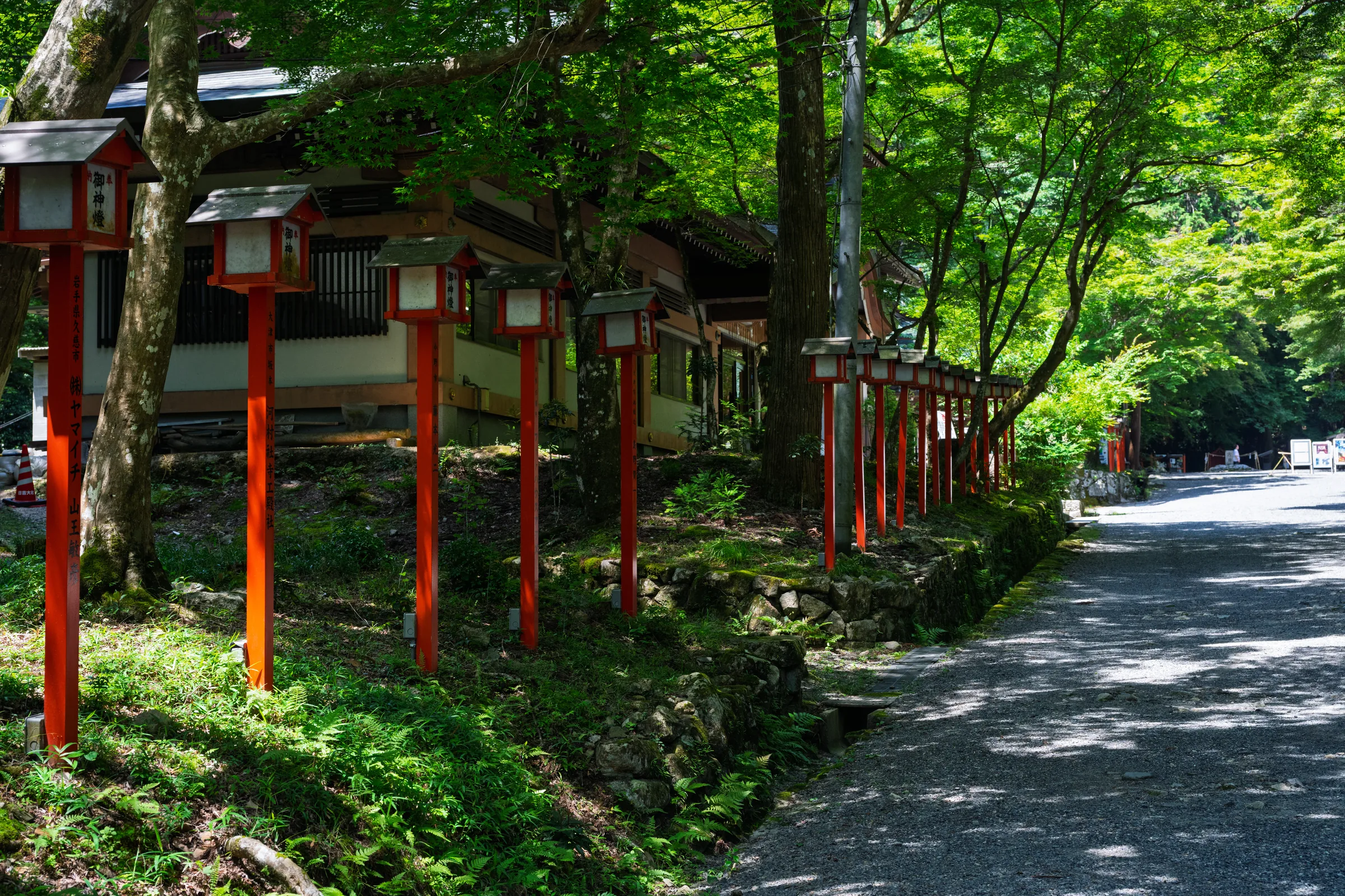 A line of red shrine lanterns following a shaded road beneath tall trees
