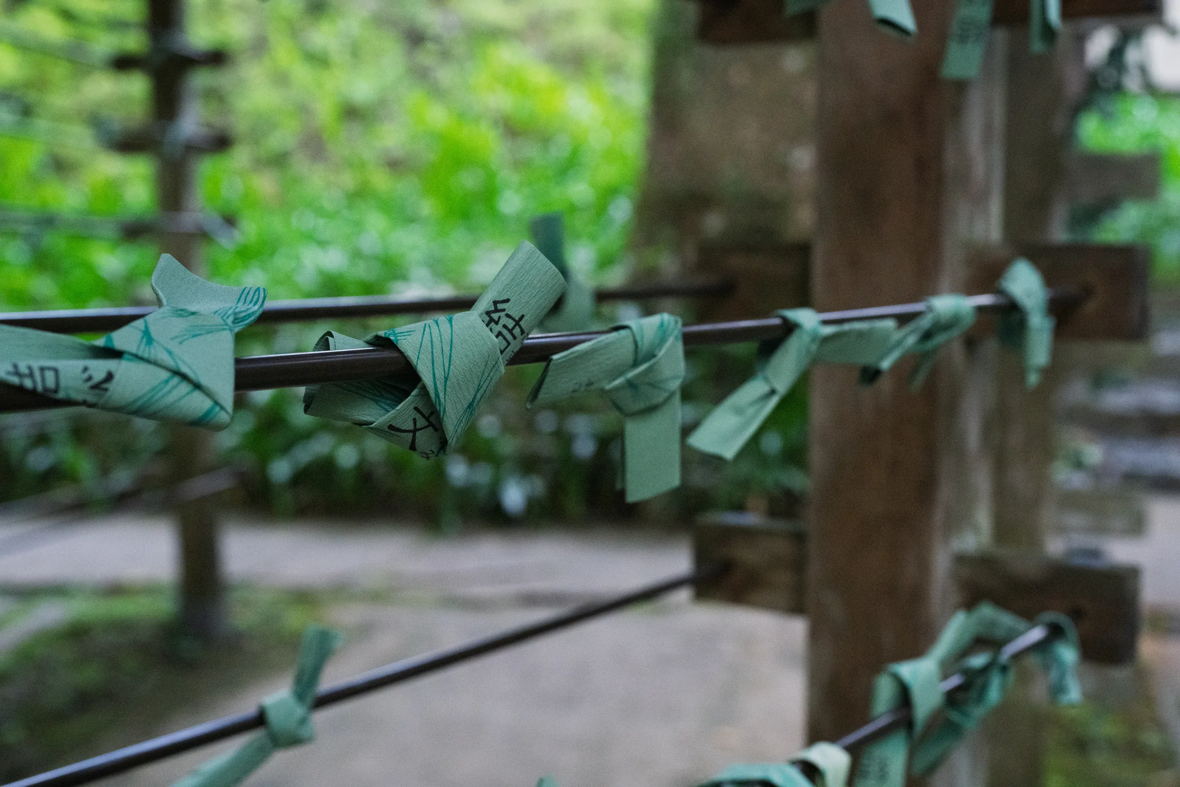 Pale green paper fortunes tied beneath the trees at Kifune Shrine