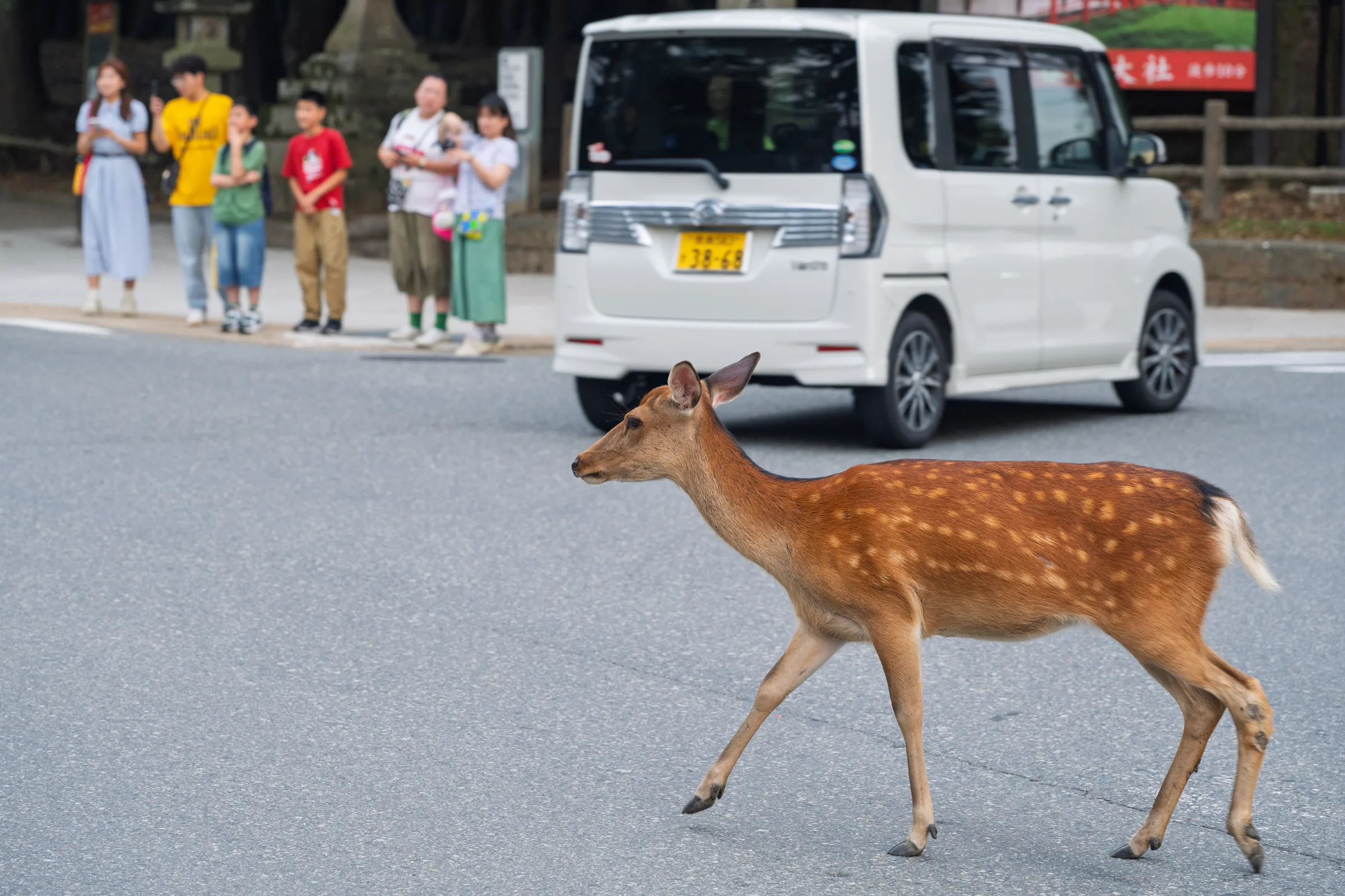 A deer crossing a Nara road in front of a car and a group of onlookers