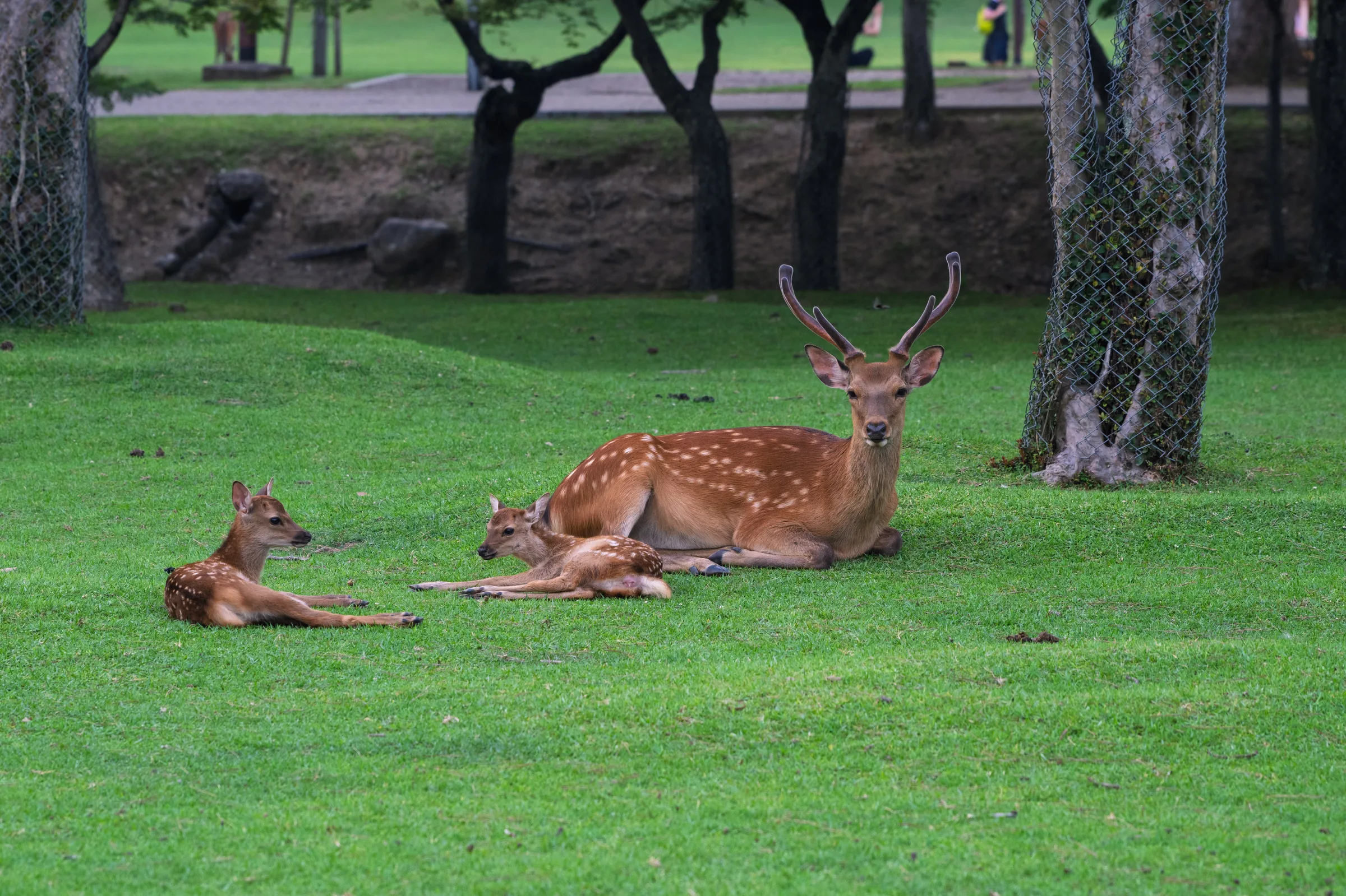 Several deer resting on bright grass beneath widely spaced trees in Nara Park