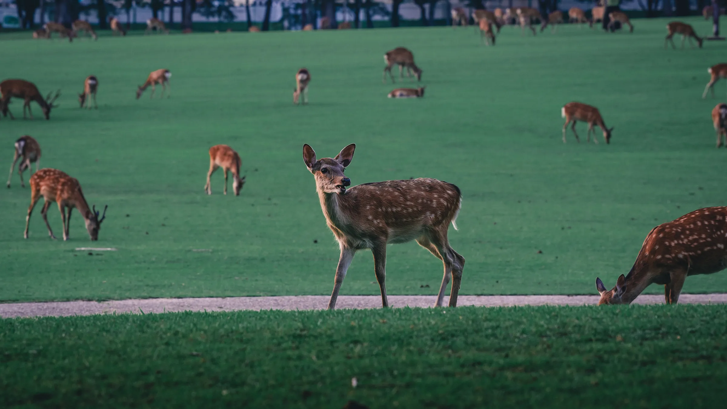 A broad field filled with grazing and resting deer in Nara Park