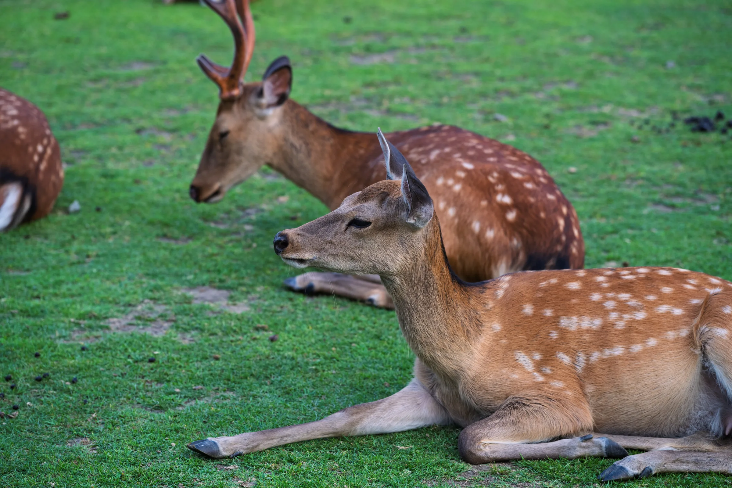 Three spotted deer resting close together on green grass